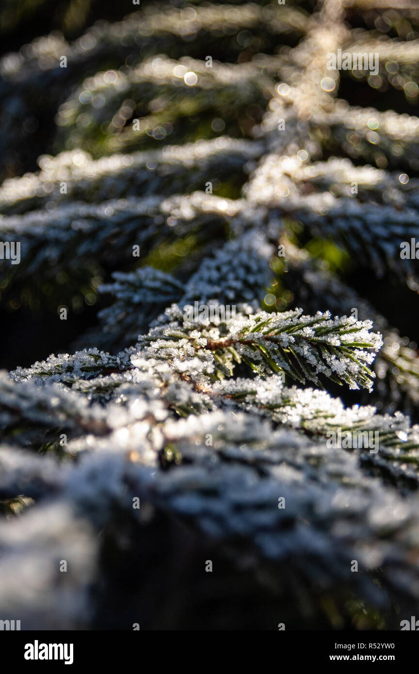 `Frozen Pine Branch in Winter Stock Photo